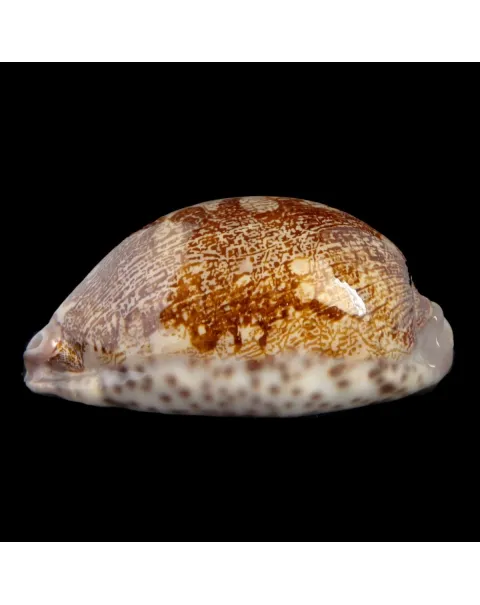 Leporicypraea Rosea Ultraviola