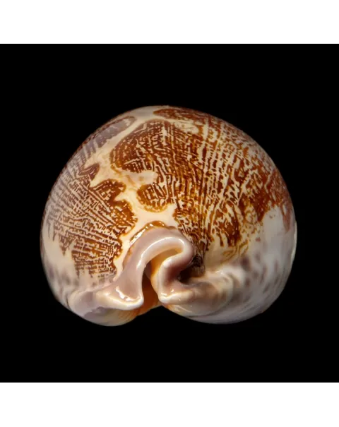 Leporicypraea Rosea Ultraviola