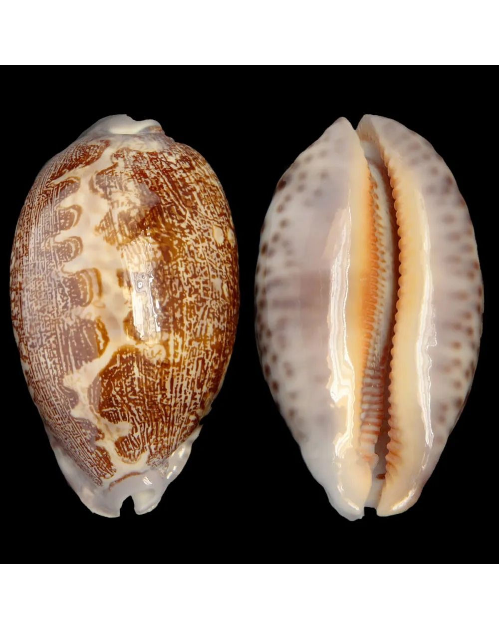 Leporicypraea Rosea Ultraviola