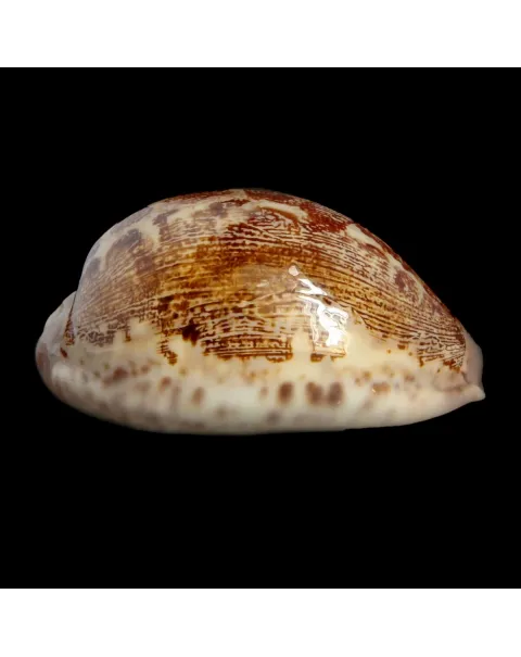 Leporicypraea Rosea Ultraviola