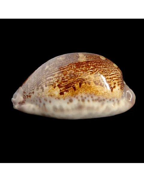 Leporicypraea Rosea Ultraviola