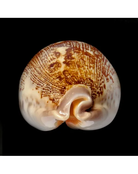 Leporicypraea Rosea Ultraviola