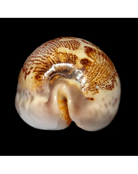 Leporicypraea Rosea Ultraviola