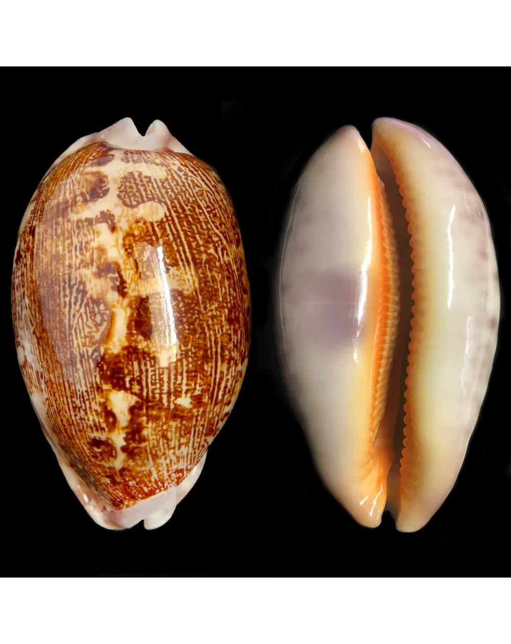 Leporicypraea Rosea Ultraviola