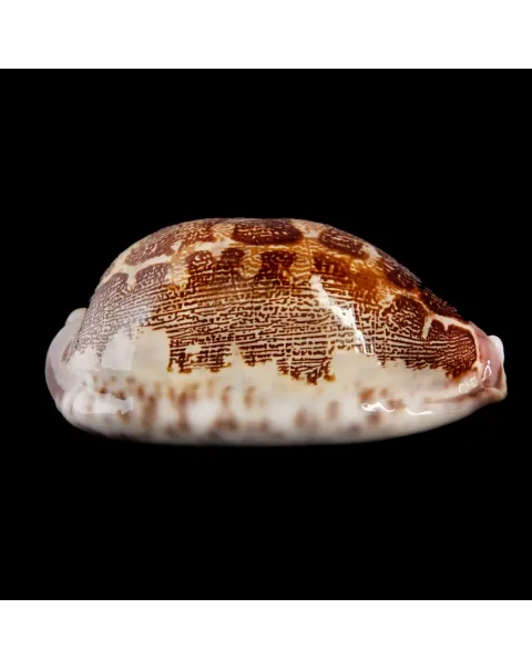 Leporicypraea Rosea Ultraviola