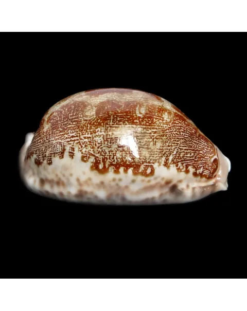 Leporicypraea Rosea Ultraviola