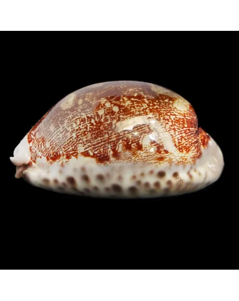 Leporicypraea Rosea Ultraviola