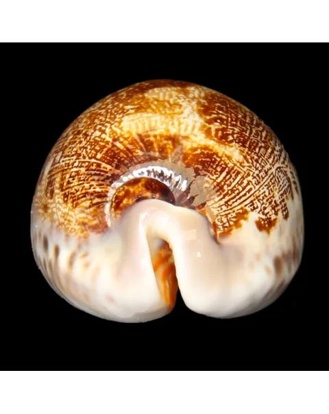 Leporicypraea Rosea Ultraviola