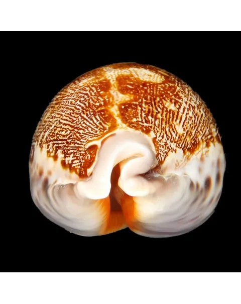 Leporicypraea Rosea Ultraviola