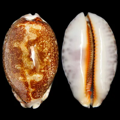 Leporicypraea Rosea Ultraviola
