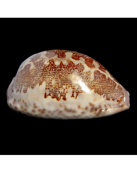 Leporicypraea Rosea Ultraviola