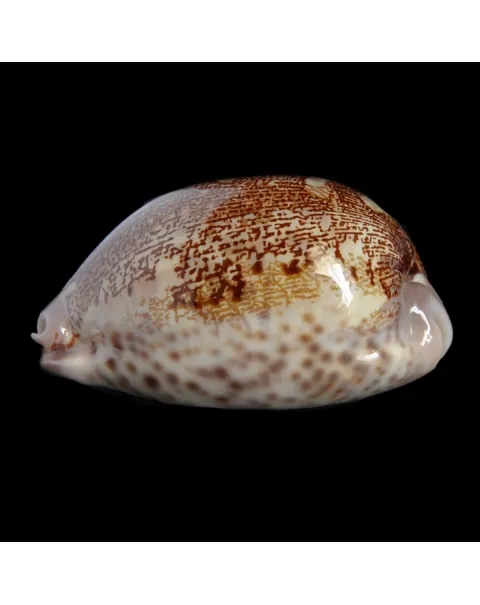 Leporicypraea Rosea Ultraviola