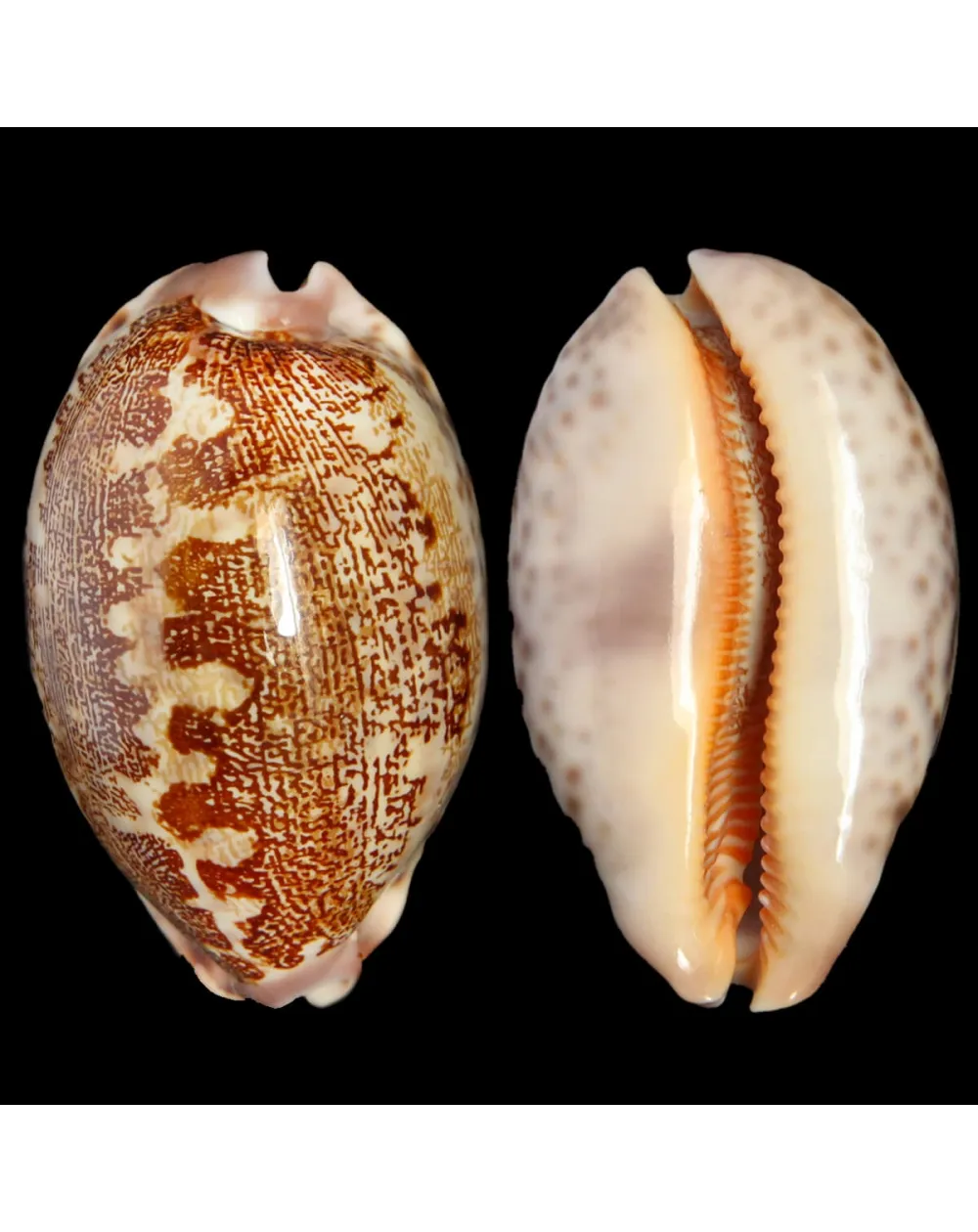 Leporicypraea Rosea Ultraviola