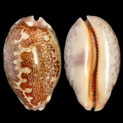 Leporicypraea Rosea Ultraviola