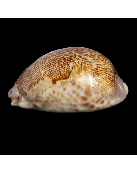 Leporicypraea Rosea Ultraviola