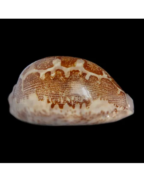 Leporicypraea Rosea Ultraviola