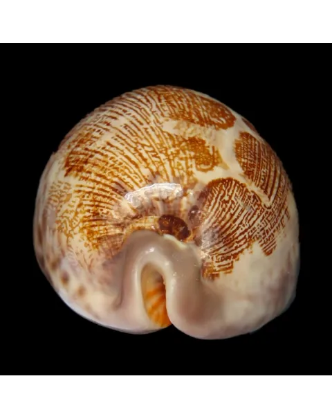 Leporicypraea Rosea Ultraviola