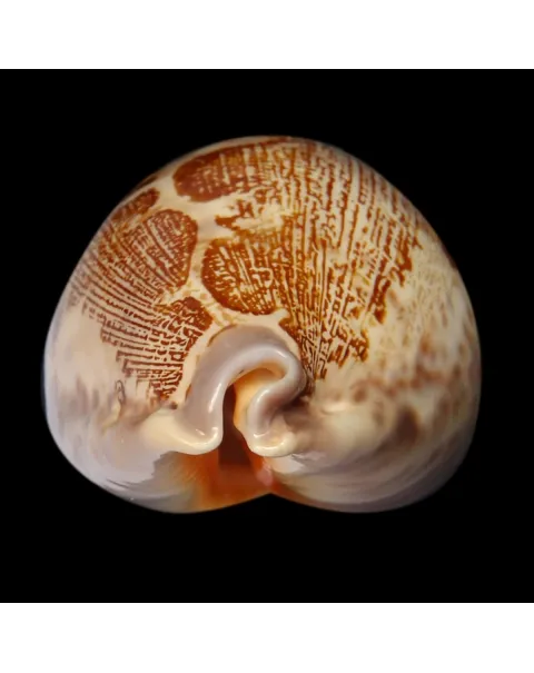 Leporicypraea Rosea Ultraviola