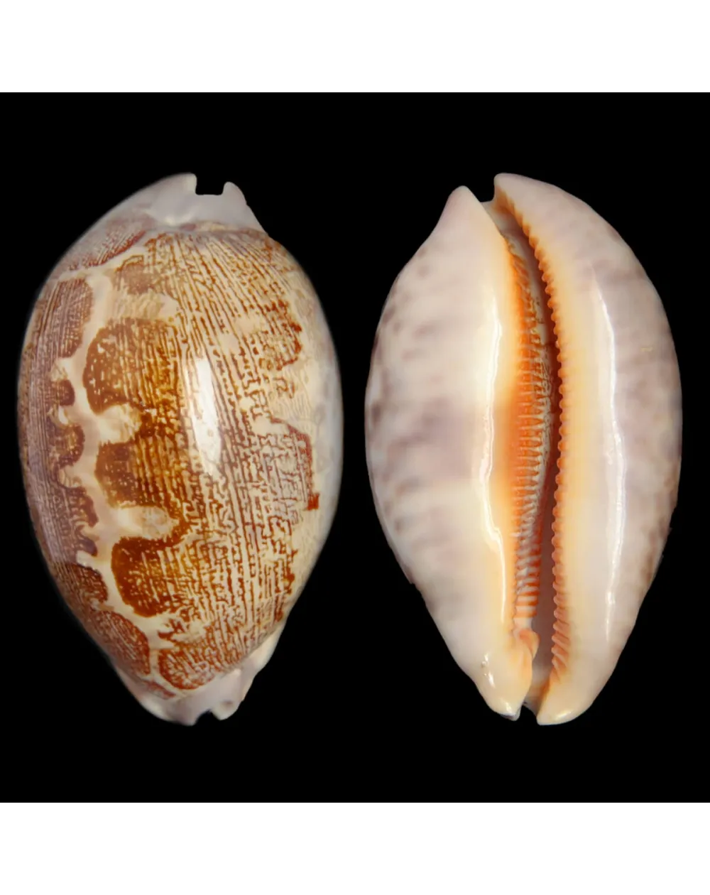 Leporicypraea Rosea Ultraviola