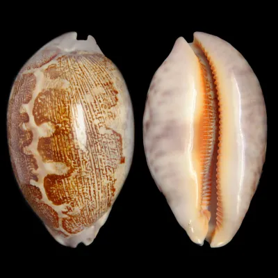 Leporicypraea Rosea Ultraviola