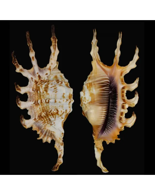 Lambis Scorpius
