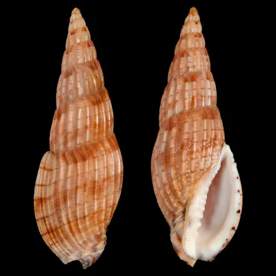 Lyria Solangeae
