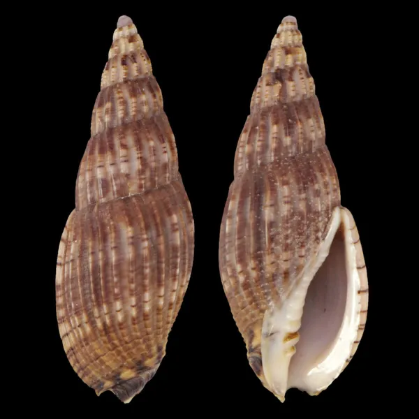Lyria Solangeae