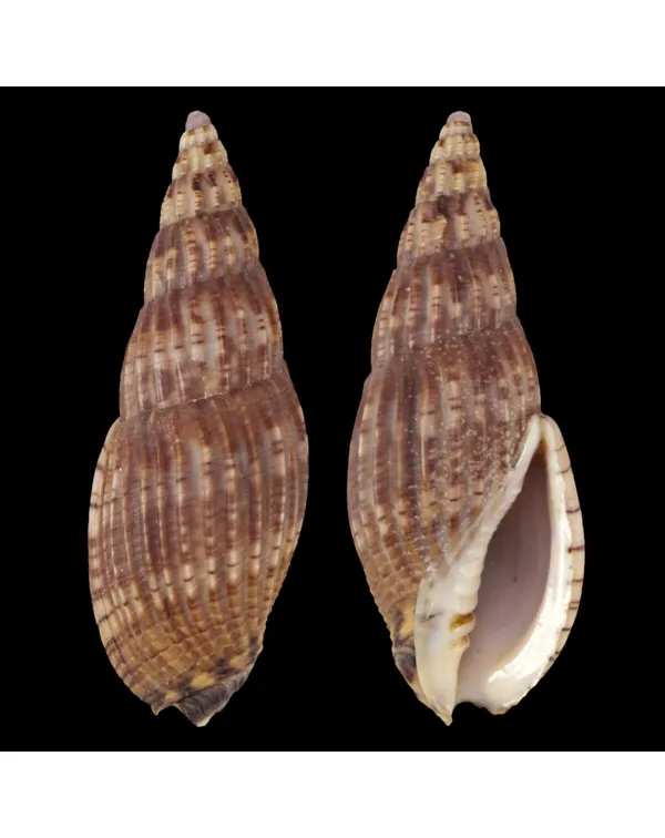 Lyria Solangeae