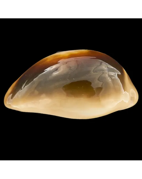 Lyncina Ventriculus