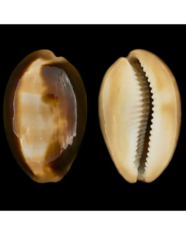 Lyncina Ventriculus