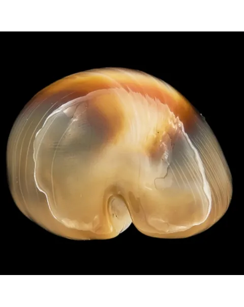 Lyncina Ventriculus