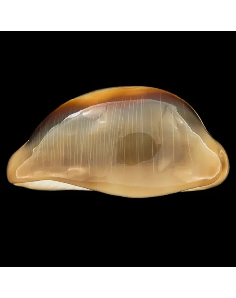 Lyncina Ventriculus