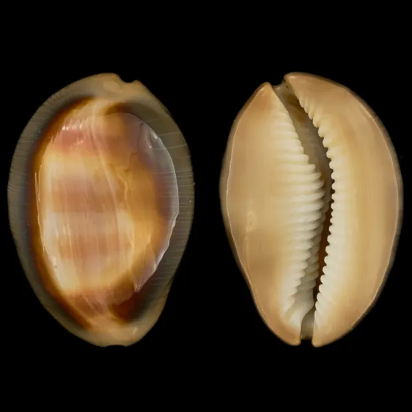 Lyncina Ventriculus