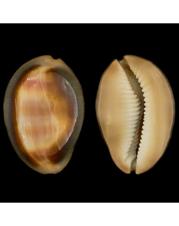 Lyncina Ventriculus