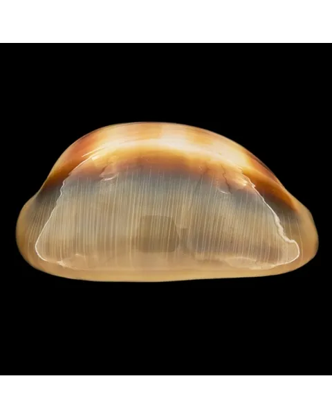 Lyncina Ventriculus