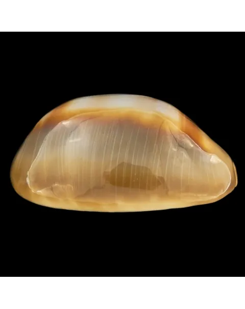 Lyncina Ventriculus