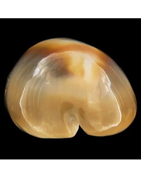 Lyncina Ventriculus