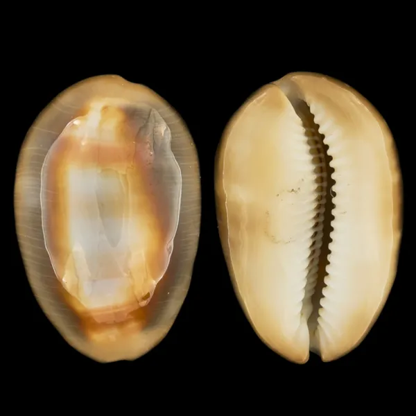 Lyncina Ventriculus
