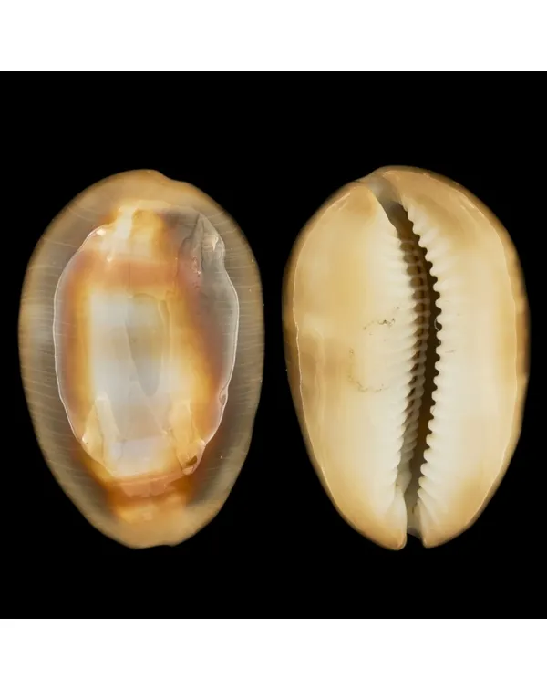 Lyncina Ventriculus
