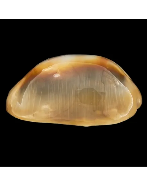 Lyncina Ventriculus