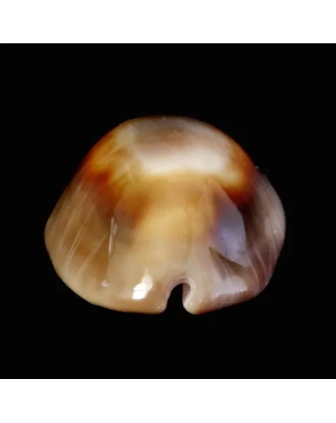 Lyncina Ventriculus 