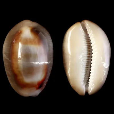 Lyncina Ventriculus 