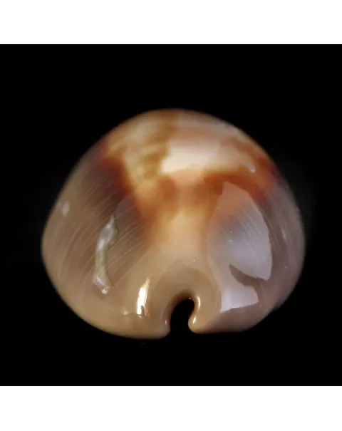 Lyncina Ventriculus 