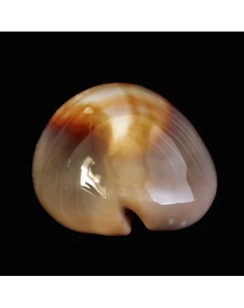 Lyncina Ventriculus 