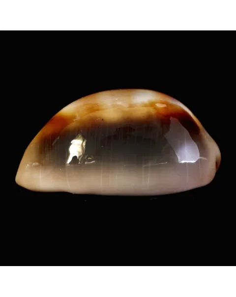 Lyncina Ventriculus 
