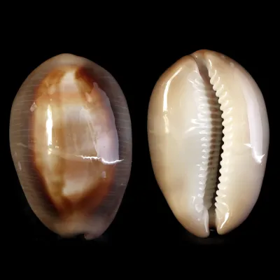 Lyncina Ventriculus 