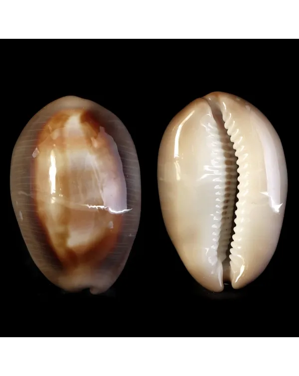 Lyncina Ventriculus 