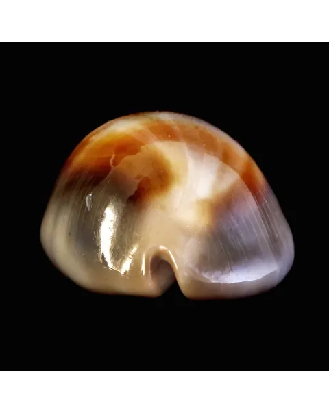 Lyncina Ventriculus 
