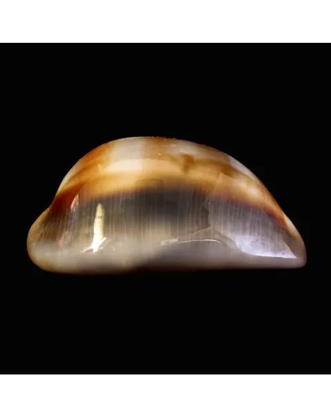 Lyncina Ventriculus 
