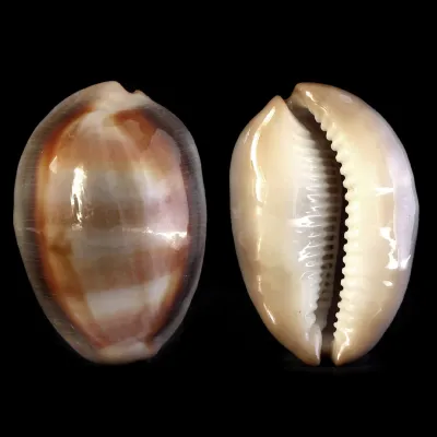 Lyncina Ventriculus 